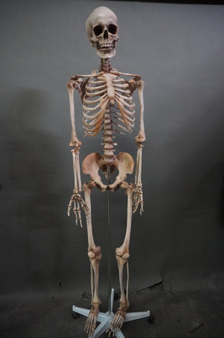 Crime Scene Skeleton