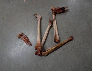 Dismembered Bloody Skeleton
