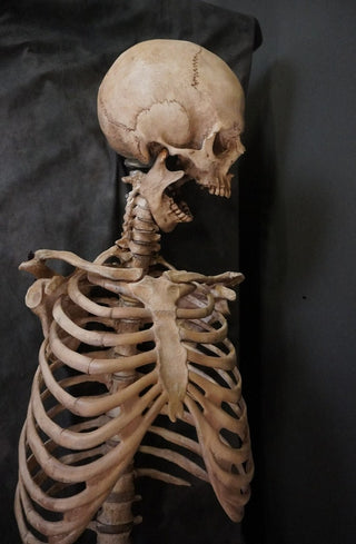 Ribcage with Lifecast Skull