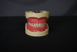 Child Dental Tooth Set
