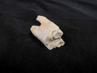Cow Tooth