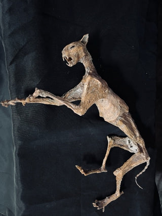 Mummified Cat Prop