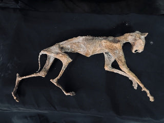 Mummified Cat Prop