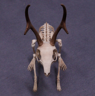 Jackalope Skeleton