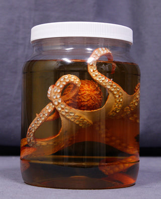 Large Octopus Replica Specimen Jar