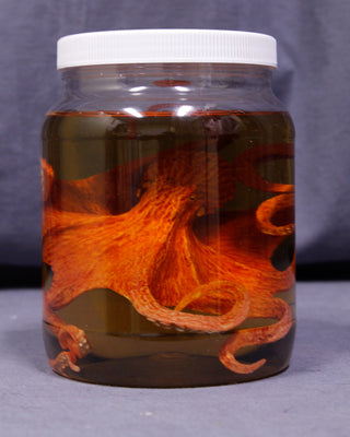 Large Octopus Replica Specimen Jar