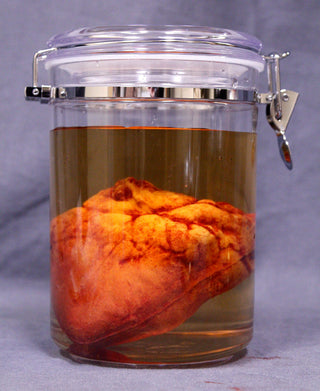 Small Lifelike Heart Scientific Specimen Jar