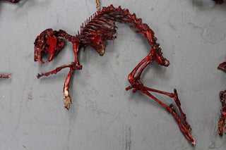 Meaty Rabbit Skeleton