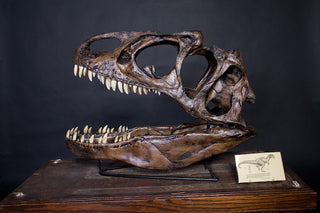 Allosaurus Skull Replica Rental