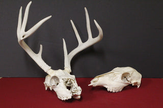 Rustic Deer Skull with Antlers