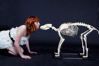 Replica Large Dog Skeleton