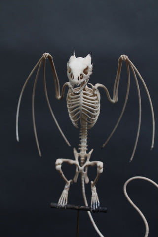 Perched Wyvern Dragon Skeleton