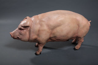 Standing Fat Pig
