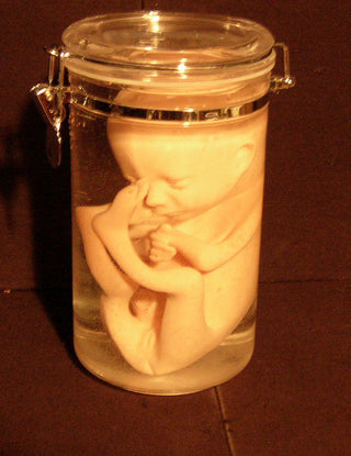 Fetus Replica 7 Month in 64 oz jar