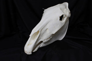 Horse Skull Replica