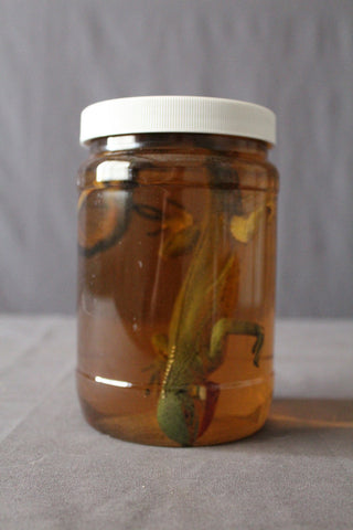 Small Iguana Replica Specimen Jar