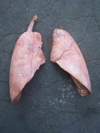 Lungs Pair, large
