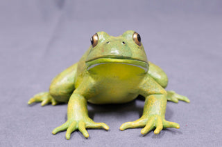 Realistic Rubber Frog