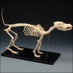 Replica Small Dog Skeleton
