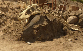 T-Rex Skull Rental