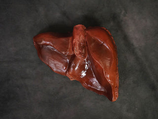 Large Liver Prop