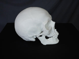 Riley Skull