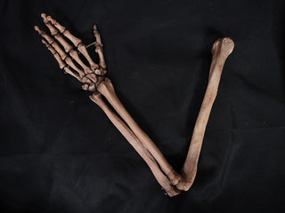 Full Skeletal Arm