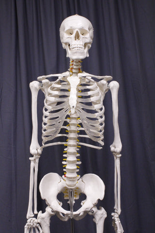 Life Size Medical Human Skeleton With Stand