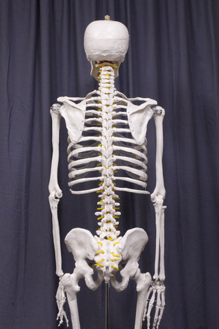 Life Size Medical Human Skeleton With Stand