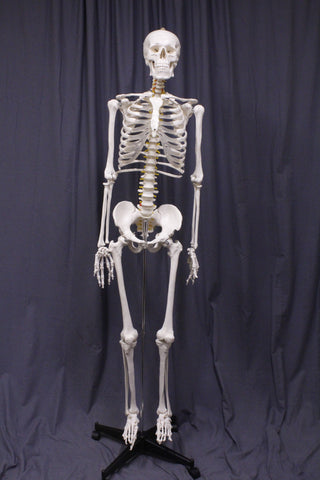 Life Size Medical Human Skeleton With Stand