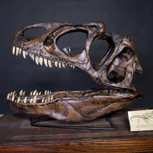 Dinosaur Prop Rentals - Dino Skeletons, Statues & Decor – Dapper ...