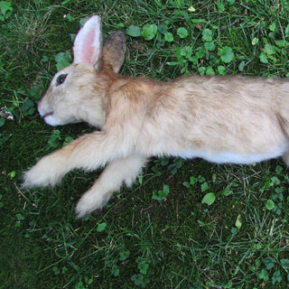 Animal Props - Animal Skulls, Taxidermy & Stunt Doubles – Dapper ...