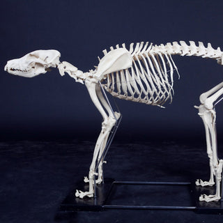 Animal Skulls & Skeletons