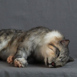 Dog & Cat Props