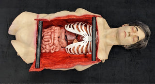 Autopsy Jack Torso with Limb Connectors