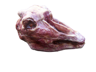 Skinned Goat Head