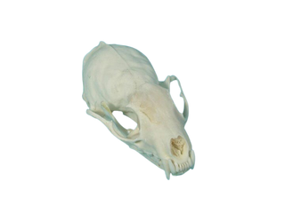 Marten Skull