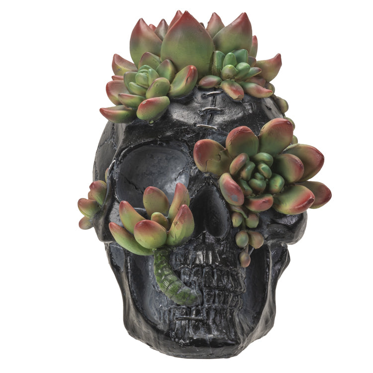 skull succulent Skull Black with Succulents