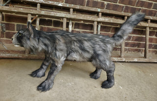 Main Coon Cat Prop