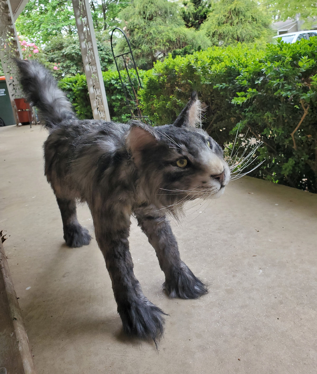 Balinese Long-Hair Cat Prop – Dapper Cadaver Props