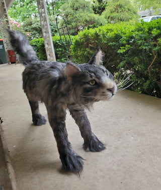 Main Coon Cat Prop