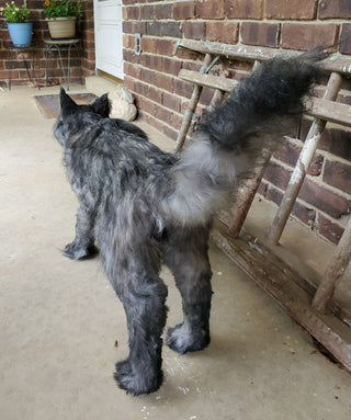 Main Coon Cat Prop