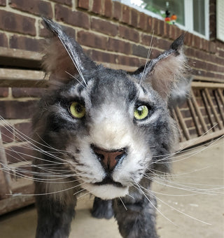 Main Coon Cat Prop