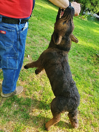 Attack Dog Wearable Stunt Prop