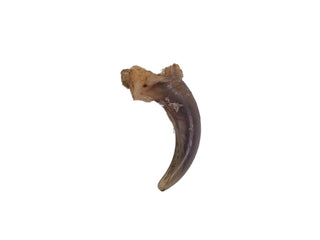 Gray Fox Claw
