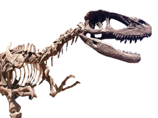 28 FT Tyrannosaurus Skeleton Rental