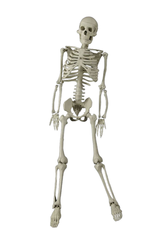 3ft Articulated Skeleton