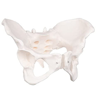 Human Female Pelvis