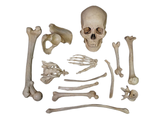Lifecast Skull & Dozen Assorted Bones