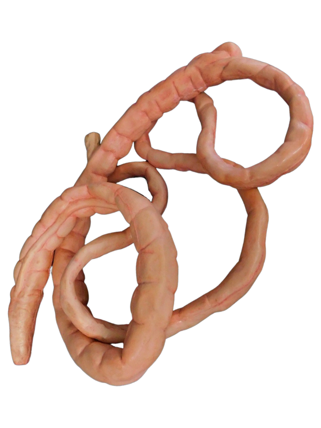 8ft Flex Intestines Dapper Cadaver Props